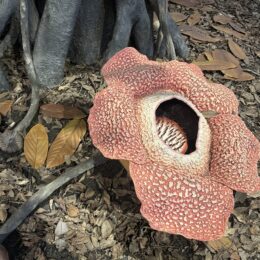 ​Spring picnic 2026