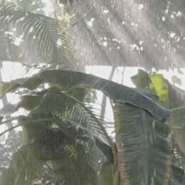 Dive into the Tropical Rainforest